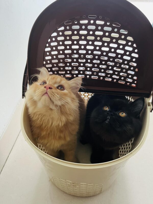 Travel Basket