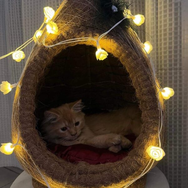 Cat house with rose light