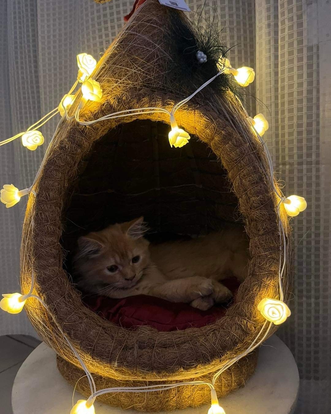 Cat house with rose light