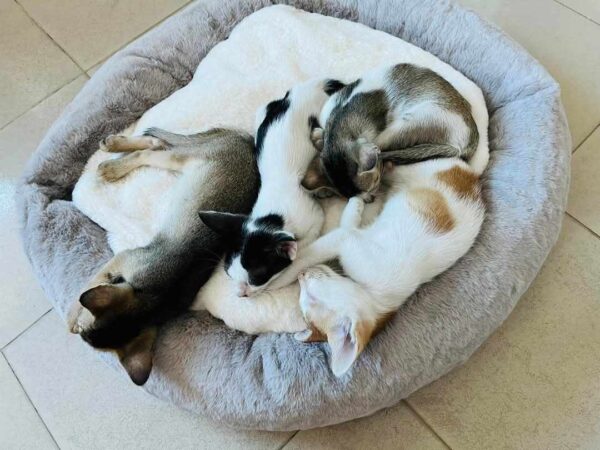 Snow Bed