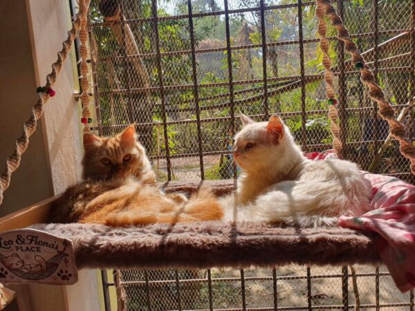 Special Macramé Cat Hammock - Image 3