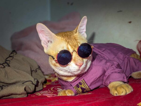 Cat Panjabi