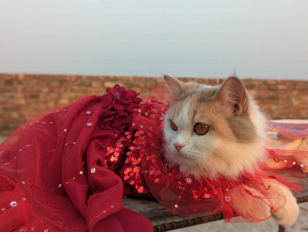 Cat Grawn